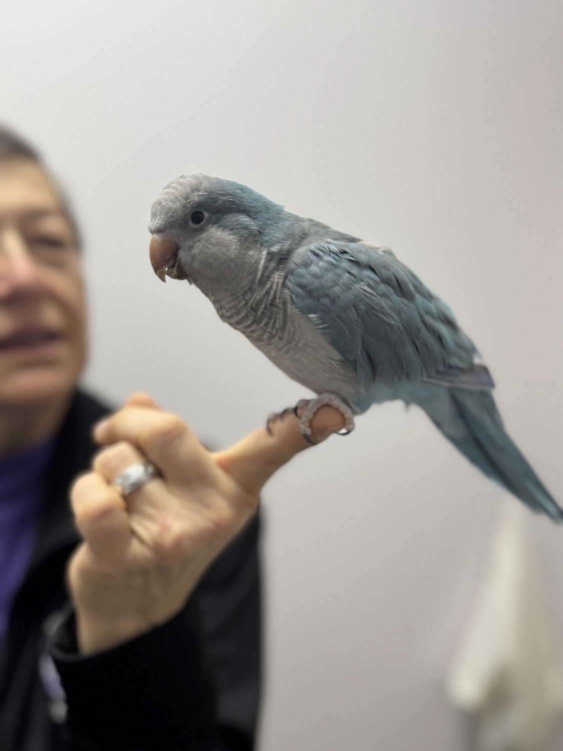 Bird