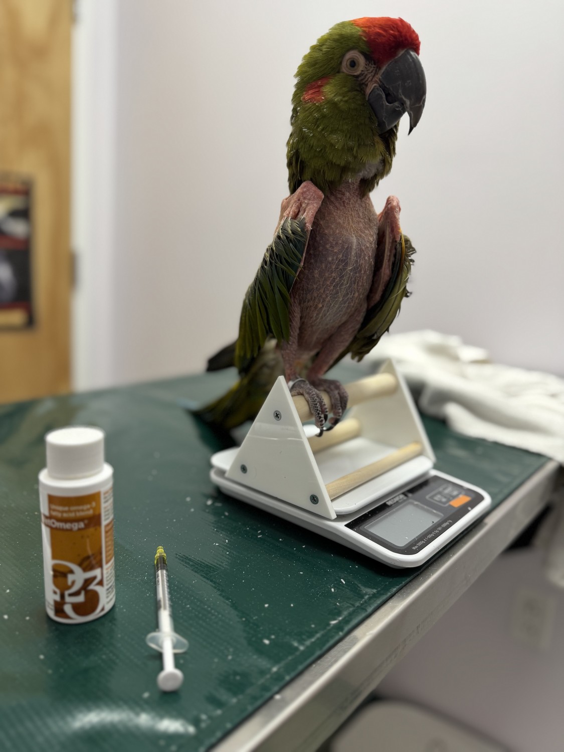 Feather Plucking