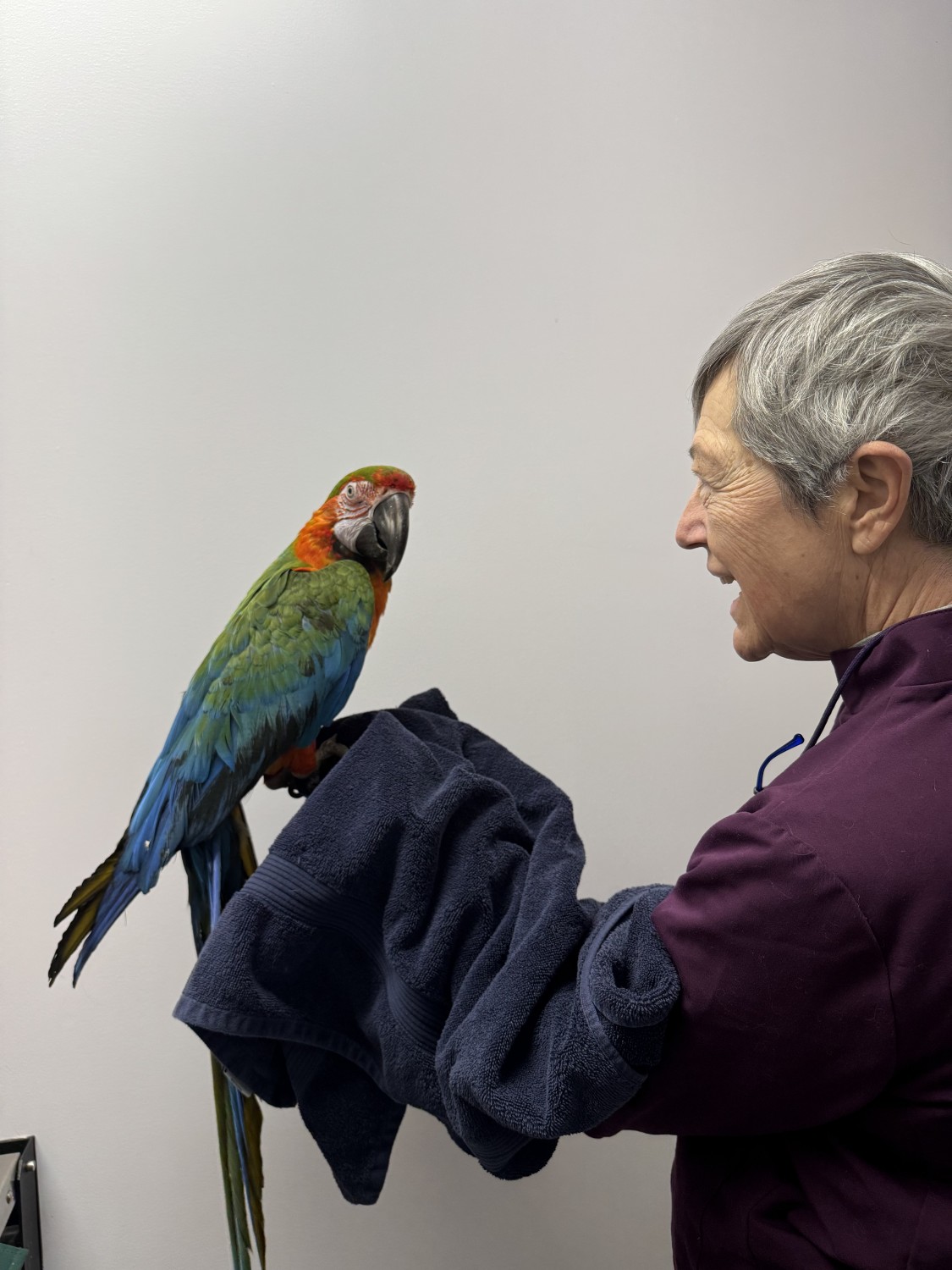 Dr.Holmes and a Macaw