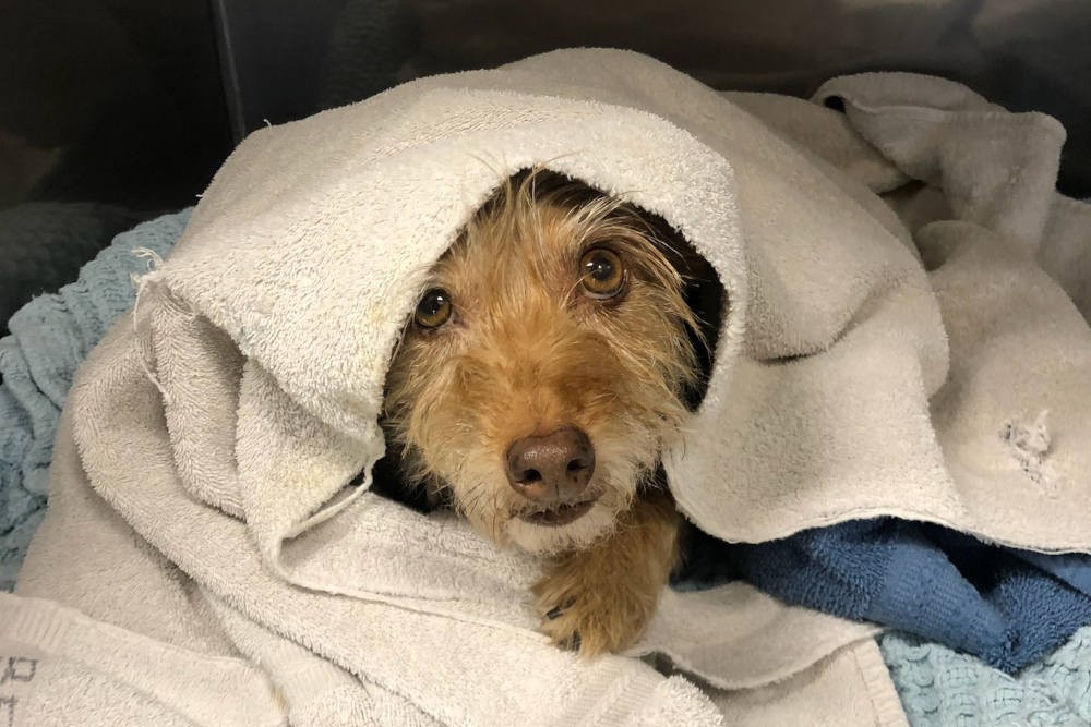 Pain Management - Canine comforted in blankets